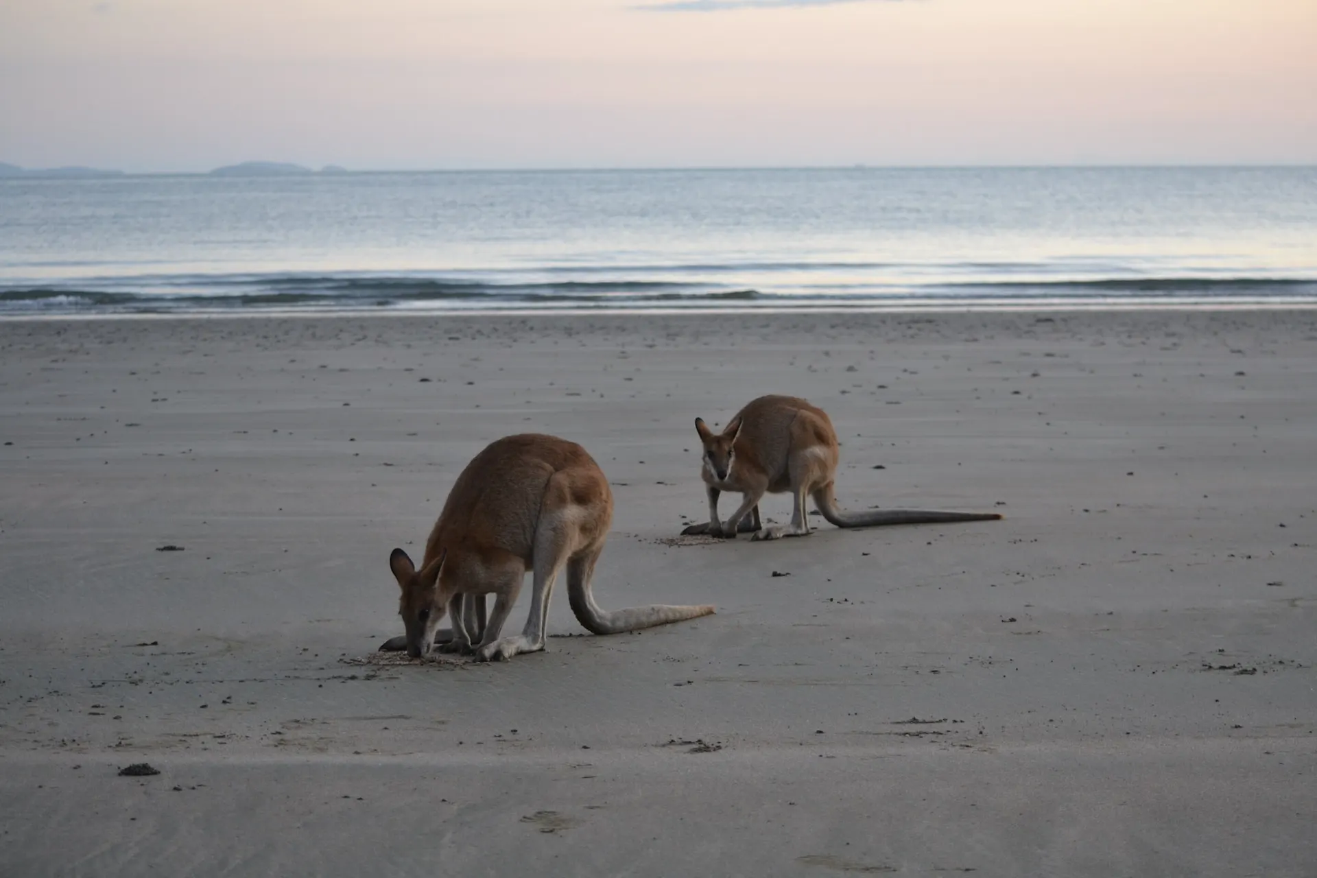 Is Cape Hillsborough your favourite of all the Best Beaches of the Mackay Region to visit?