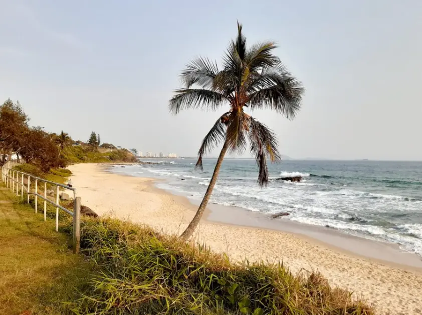 Palm Tree at Mooloolaba Beach on the Sunshine Coast in Queensland