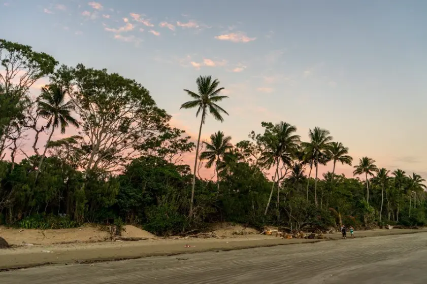 Palm Trees at Cape Hillsborough in the Mackay Region of Queensland in Australia