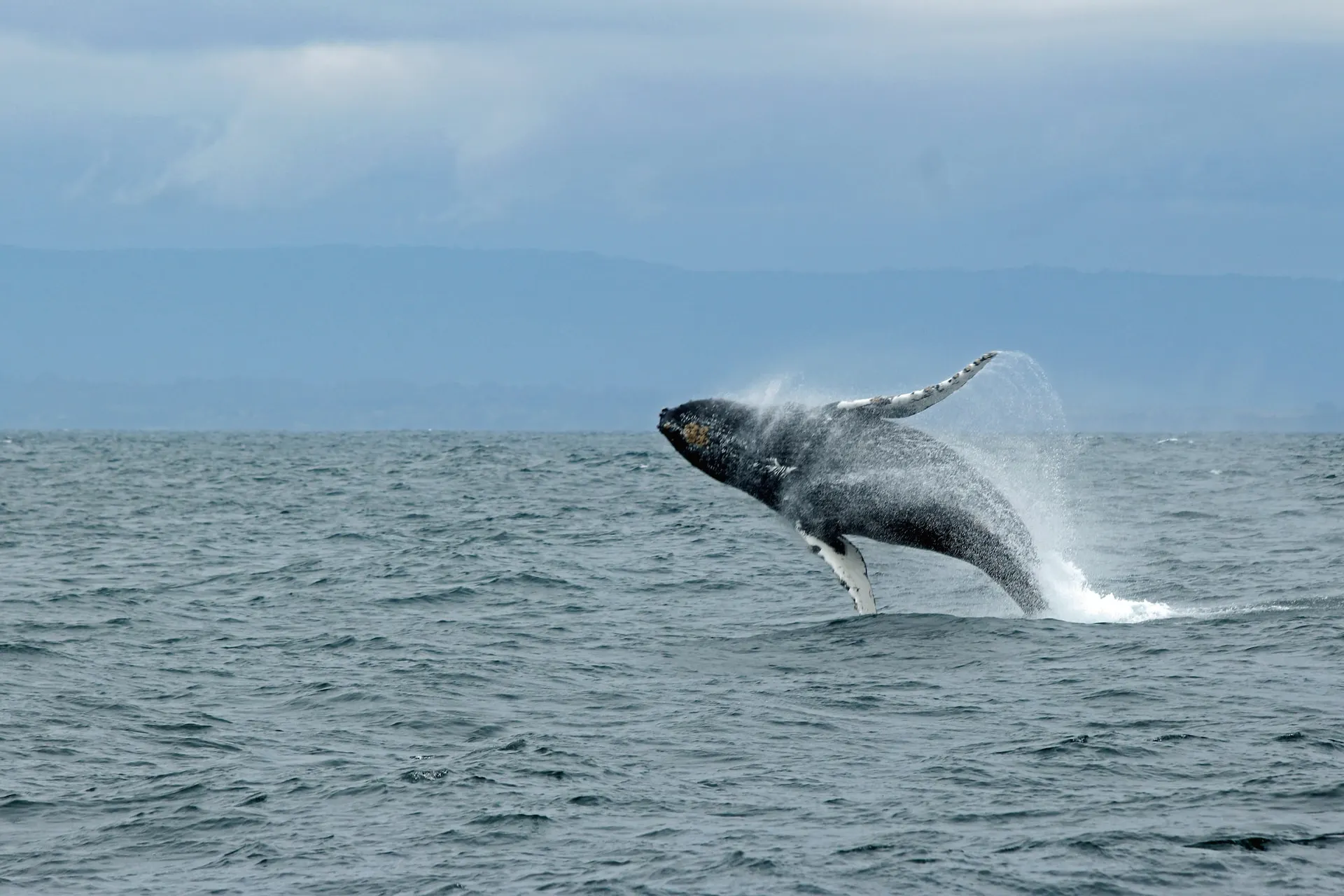 Whale Watching Qld in Australia