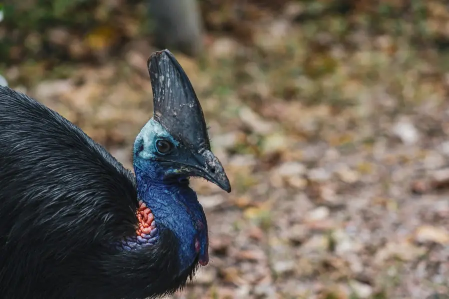 Cassowary near Bramston Beach in Tropical North Queensland