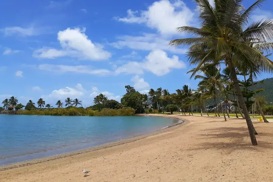 Palm Trees at Airlie Beach Whitsunday Region in Queensland