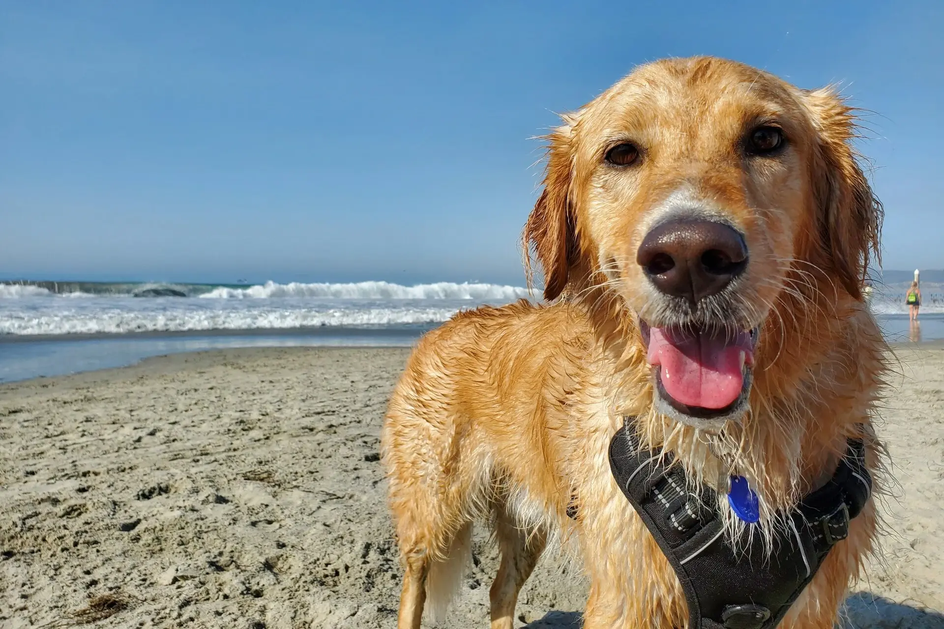 7 of the best Dog Friendly Beaches Gold Coast Australia has to offer!