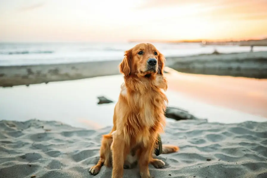 Dog at a Beach on the Gold Coast in Queensland