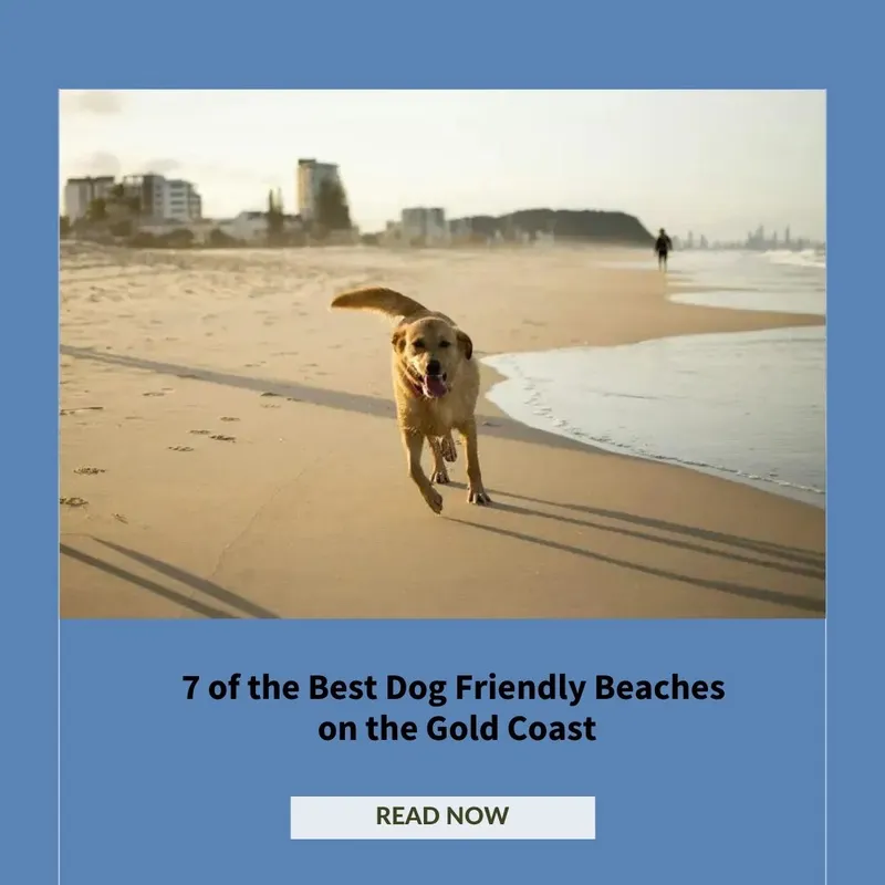 Dog friendly beaches Gold Coast Queensland Header Image