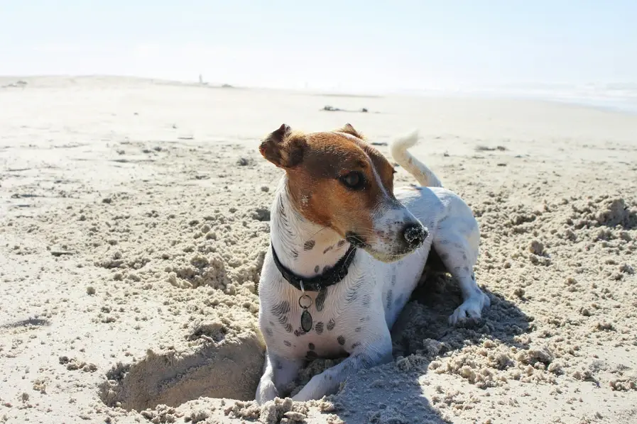 Dog on Gold Coast Beach in Queensland, Australia