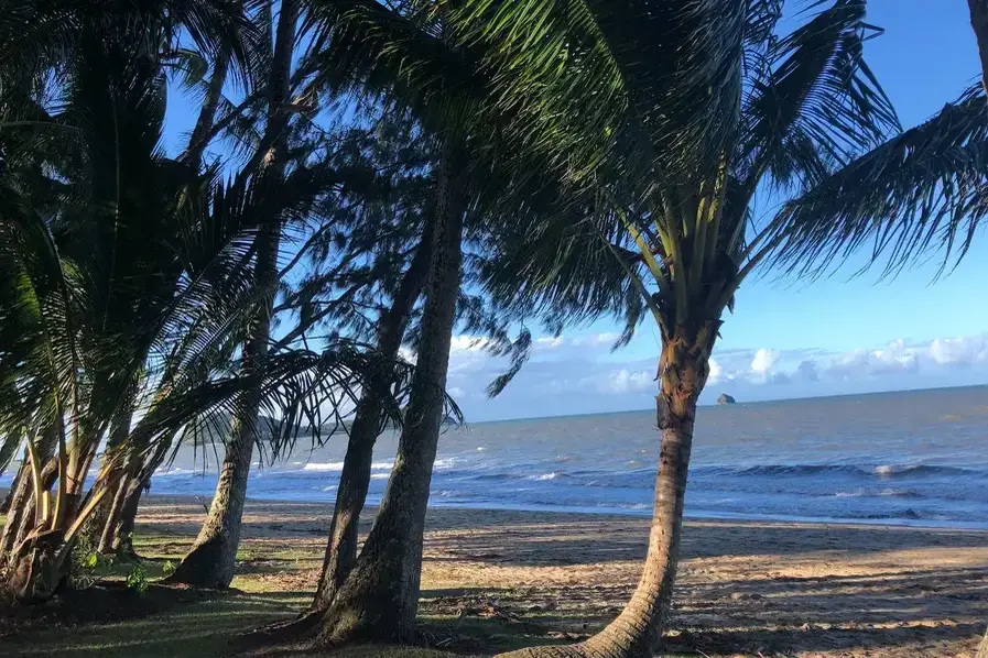 View of the Palm Trees at Palm Cove in Tropical North Queensland