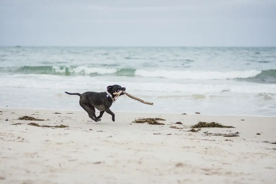 Pet Friendly dog beach on Gold Coast in Queensland, Australia