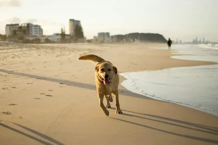 7 best dog friendly beaches Gold Coast Qld