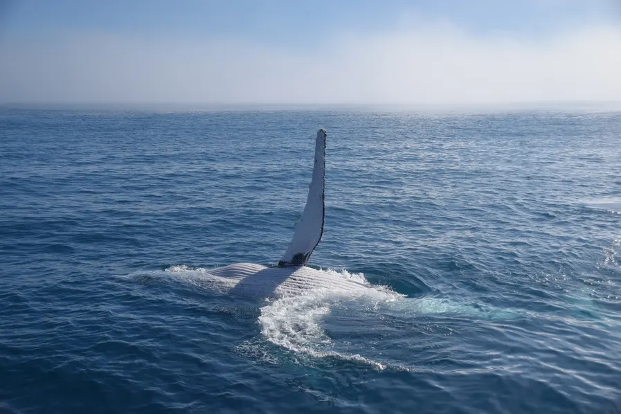 Hervey Bay Qld Whale Watching Hervey Bay