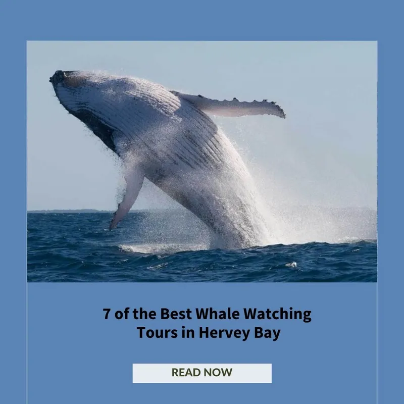 Best Hervey Bay Whale Watching Excursions