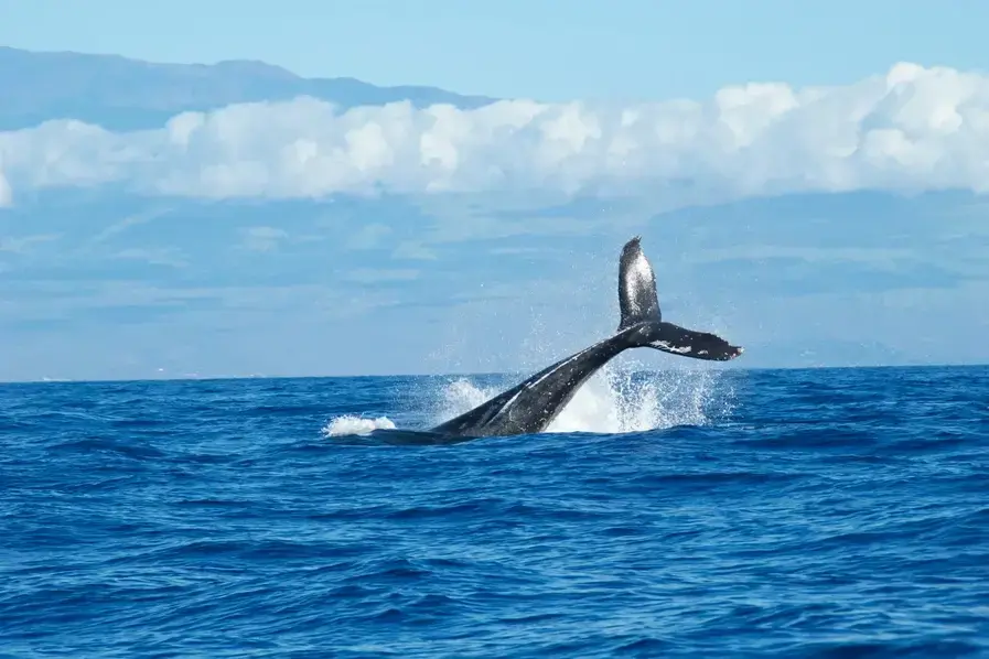 Hervey Bay Whale Watching Humpback Whales