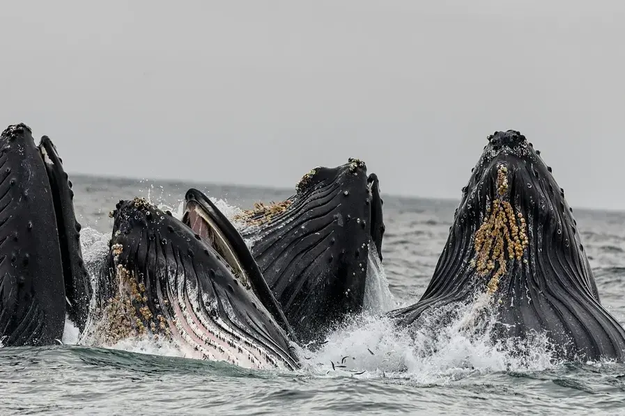 Hervey Bay Whale Watching Tours in Queensland