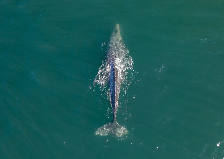 Queensland Hervey Bay Whale Watching