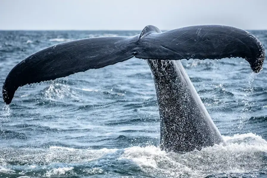 Whale Watching Humpback Whales Hervey Bay Queensland