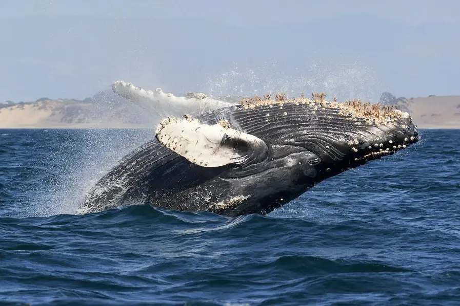 Whale Watching Humpback Whales Hervey Bay