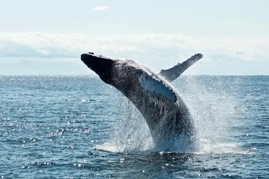 Whale Watching in Hervey Bay Qld Australia