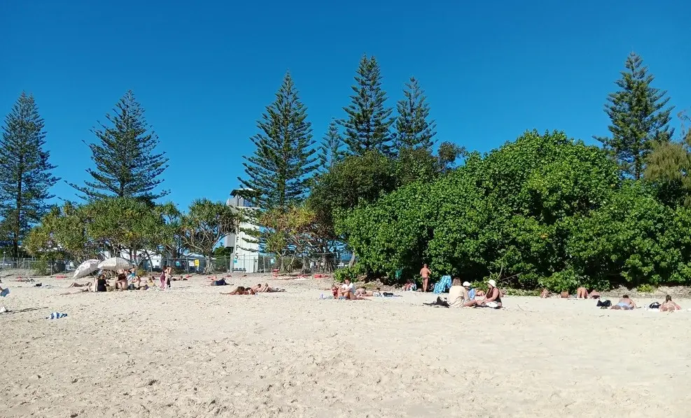 View of the trees at Tallebudgera Creek Gold Coast in Australia