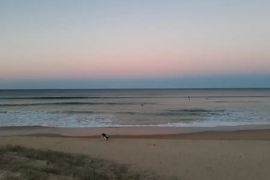 Dog at Warana Beach on the Sunshine Coast in Queensland, Australia