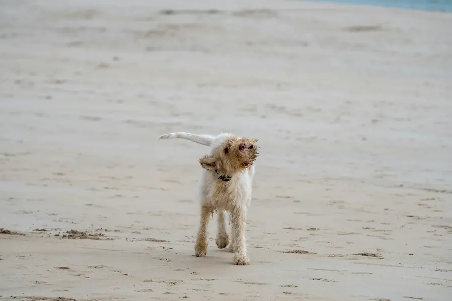 Dog on the sand at Nudgee Beach in Brisbane, Queensland