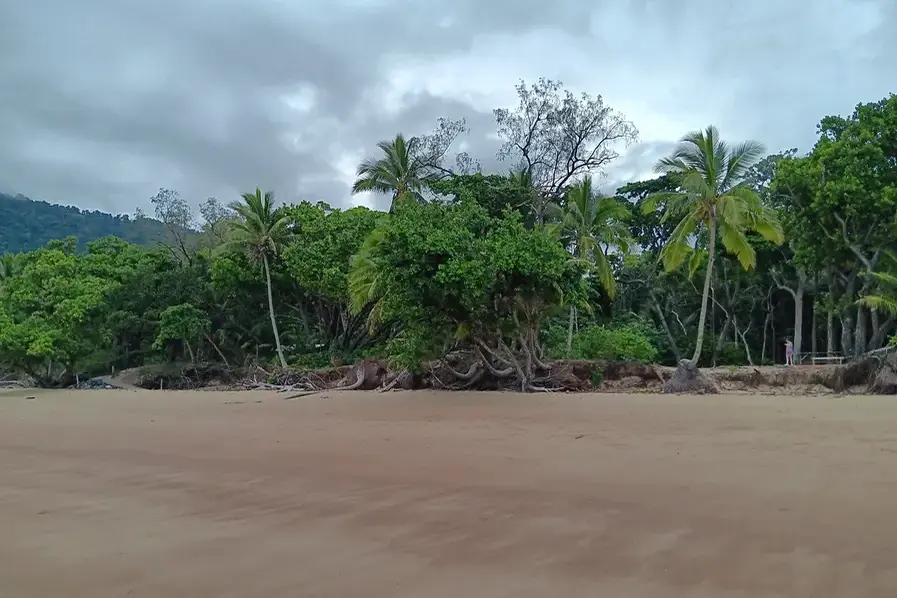 View of the trees that line Cow Bay Beach in the Daintree National Park in Queensland