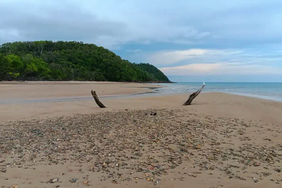 Two tree branches protruding out of the sand at Cow Bay Beach in the Daintree National Park in Queensland