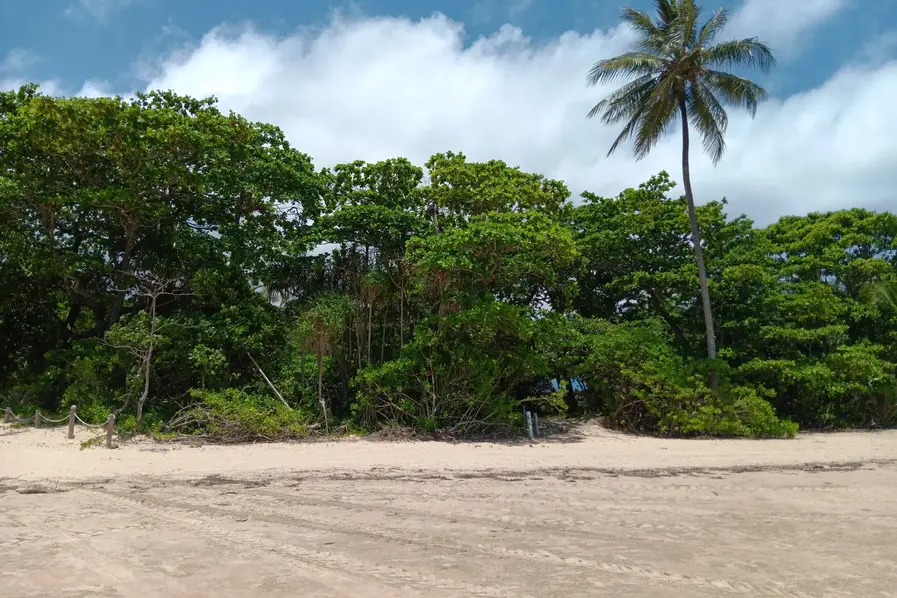 The trees that line Mission Beach in Tropical North Queensland