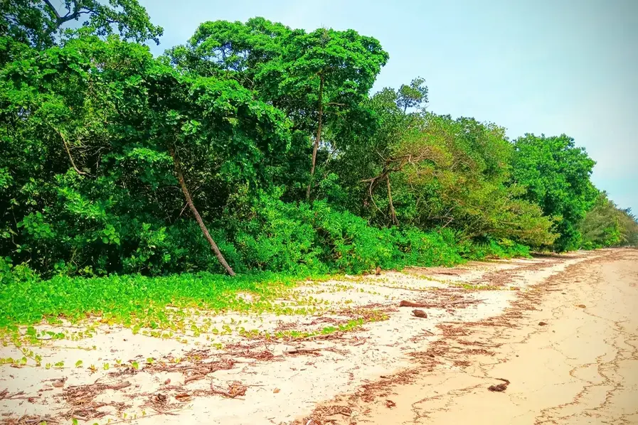 Trees at Wonga Beach on the Marlin Coast in Queensland