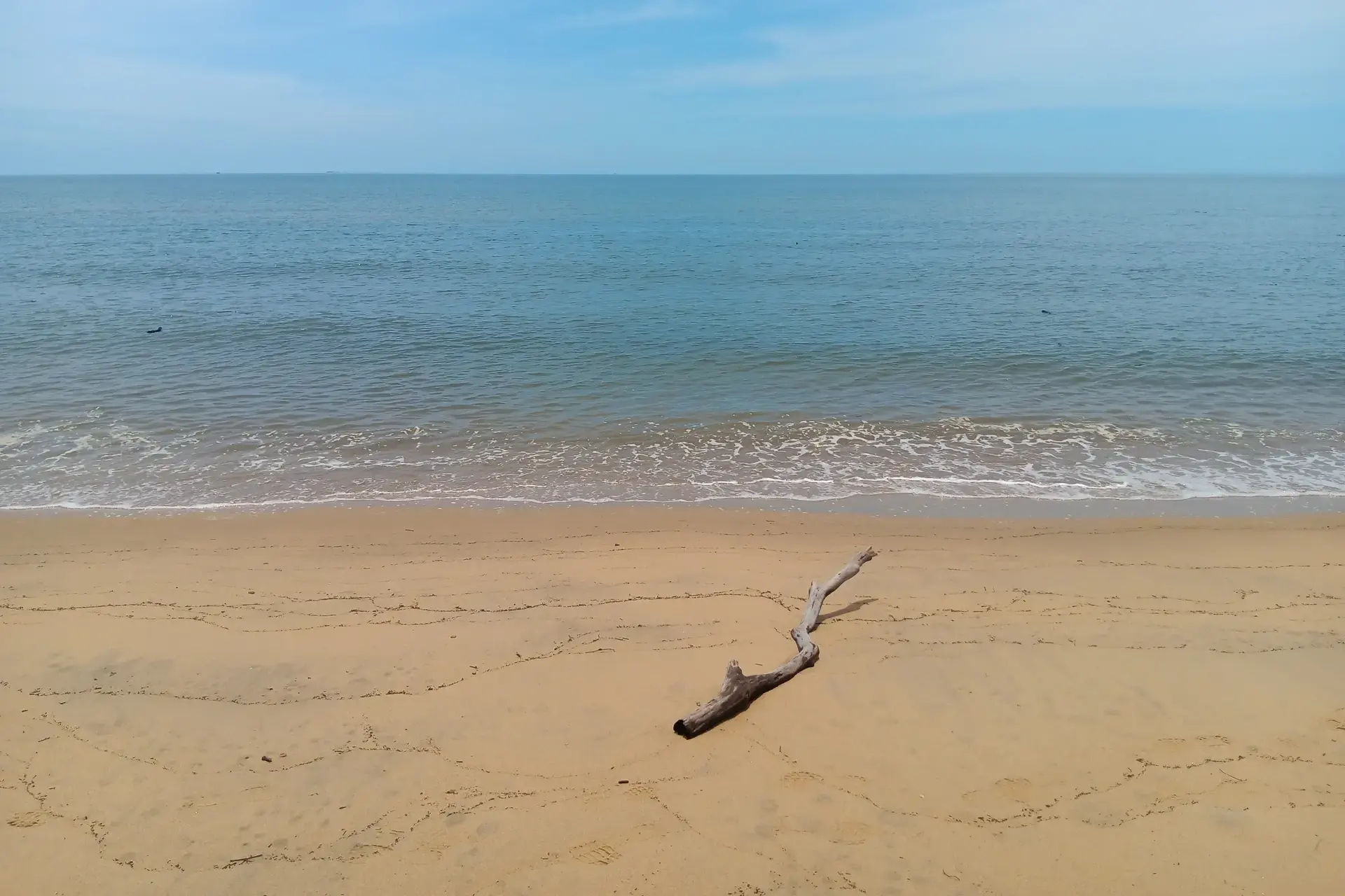 Driftwood brought in by the Coral Sea at Wonga Beach in Tropical North Queensland