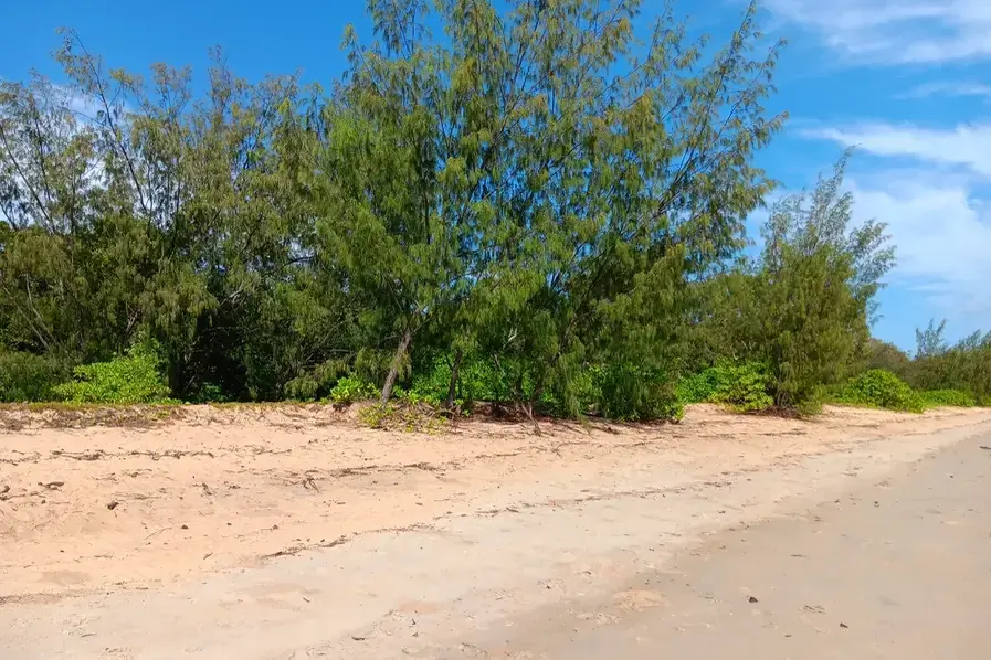 View of the trees on the shoreline at Bramston Beach in Tropical North Queensland