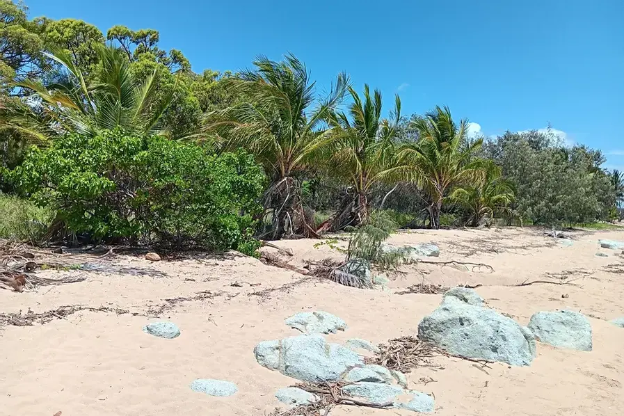 View of the trees that line Clareview Beach in North Queensland