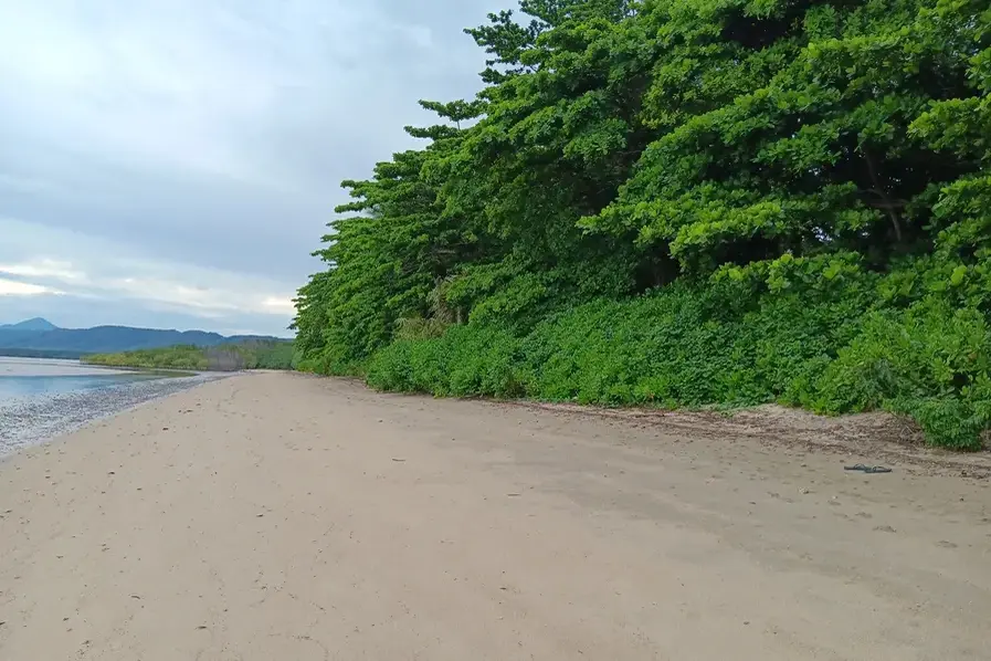 View of the sand and greenery at Cooya Beach Queensland Australia