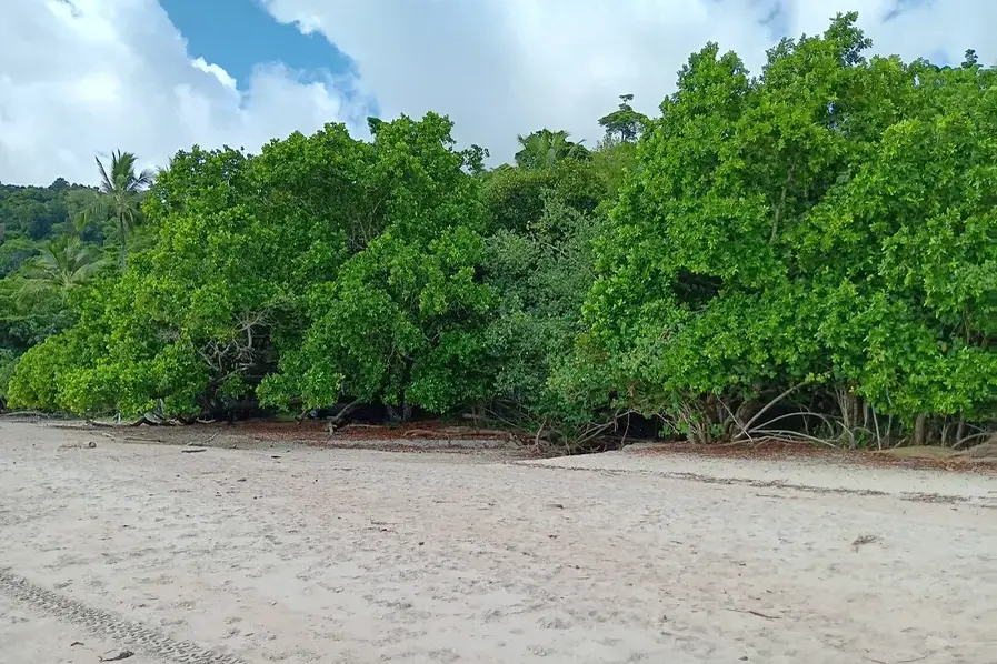 Very of the leafy green trees lining Etty Bay in Tropical North Queensland