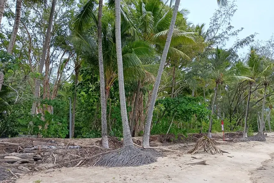 Palm trees lining Kewarra Beach in Tropical North Queensland