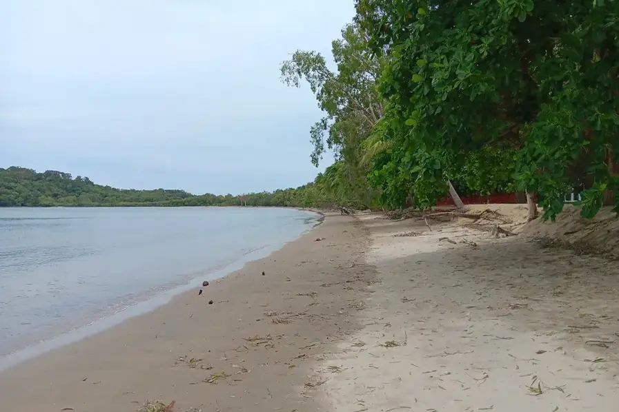 View of palm trees and water at Kewarra Beach in Tropical North Queensland