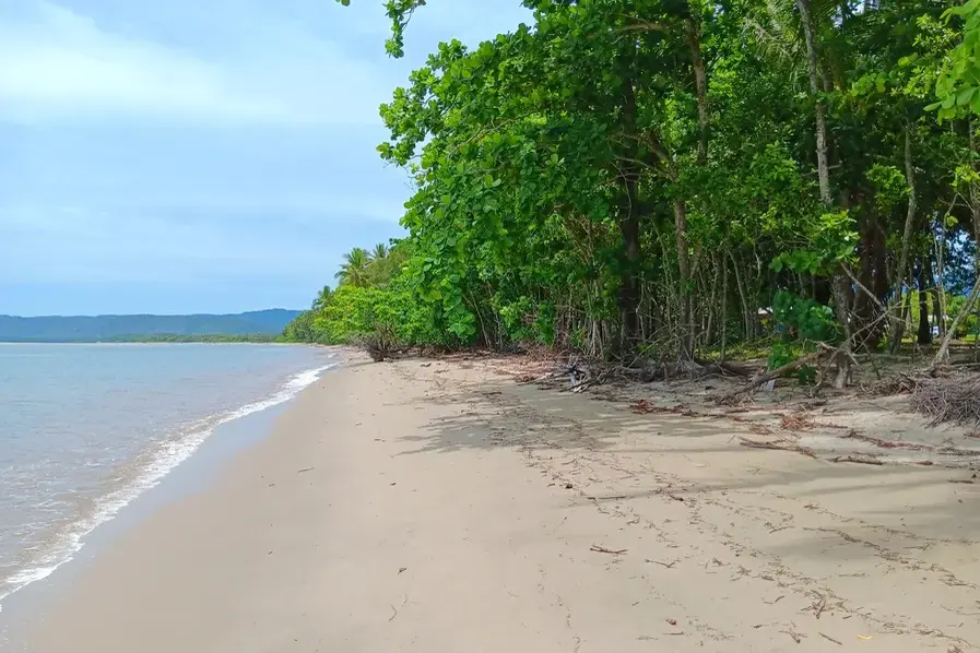 View of the trees lining the shore at Newell Beach in Tropical North Queensland, Australia