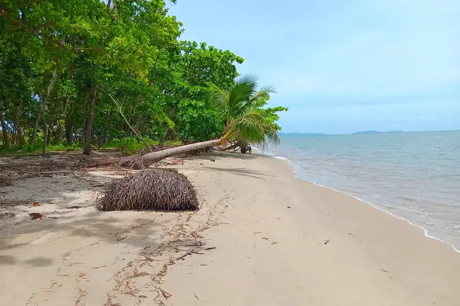 Trees and foliage at Newell Beach in Tropical North Queensland