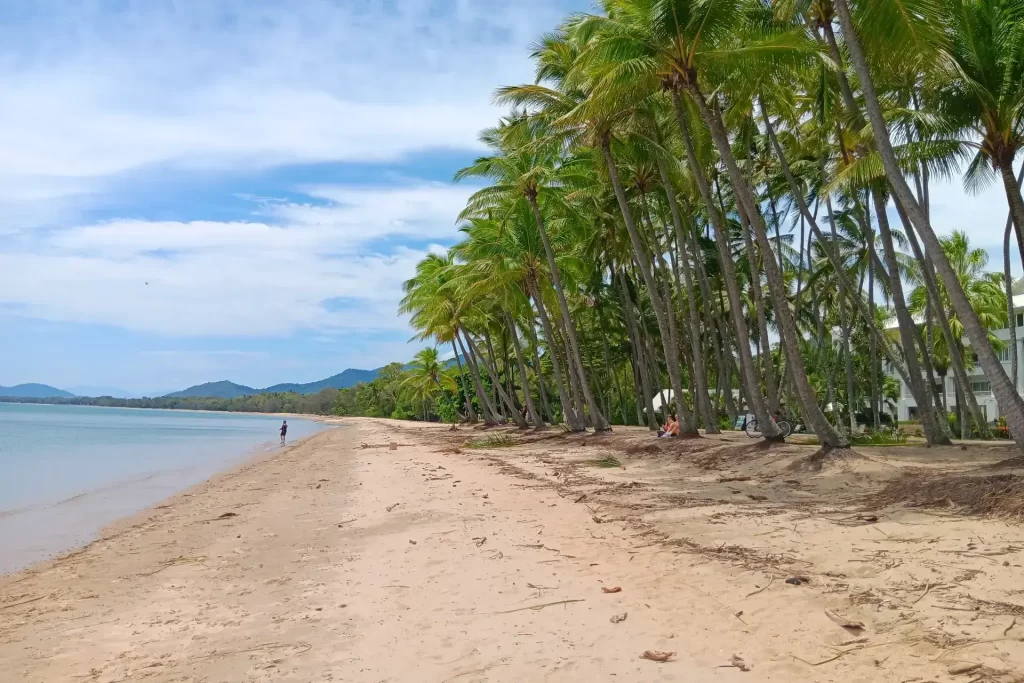 Palm trees outside Nu Nu restaurant at Palm Cove Beach in Tropical North Queensland