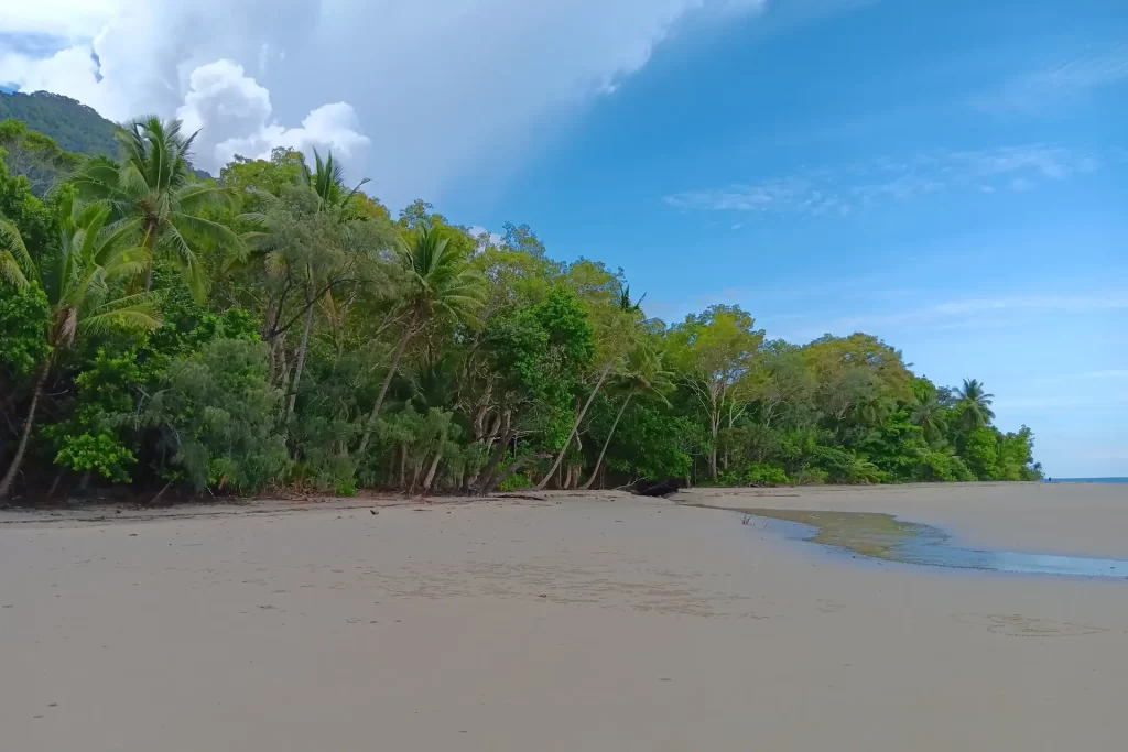 View of some trees at Thornton Beach in Tropical North Queensland