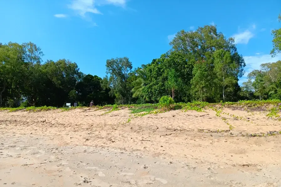 Trees and sand at Bramston Beach in Tropical North Queensland