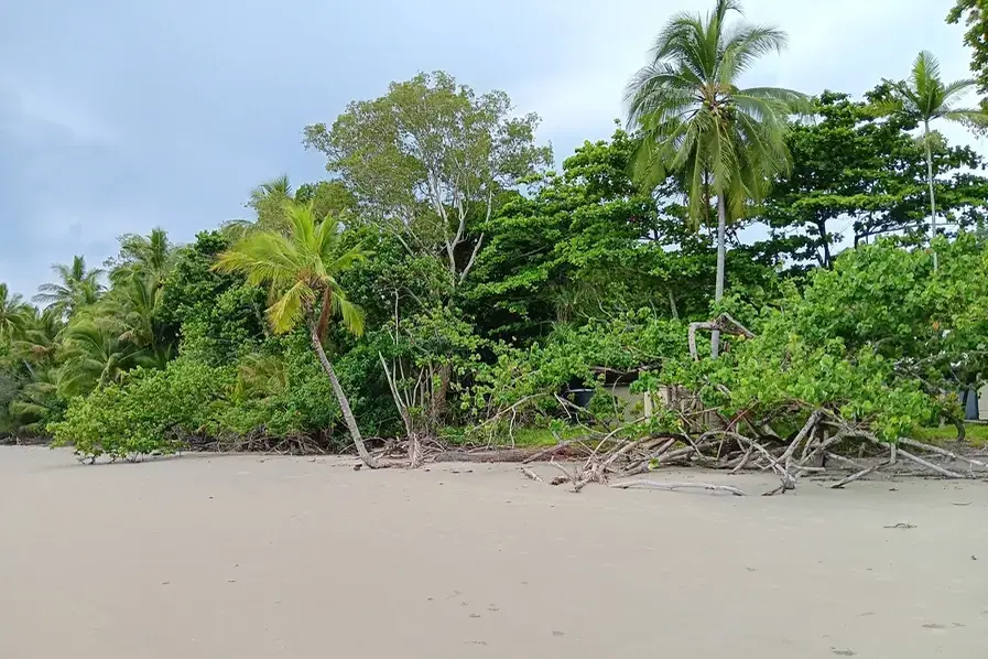 Trees lining the foreshore at Thornton Beach Tropical North Queensland