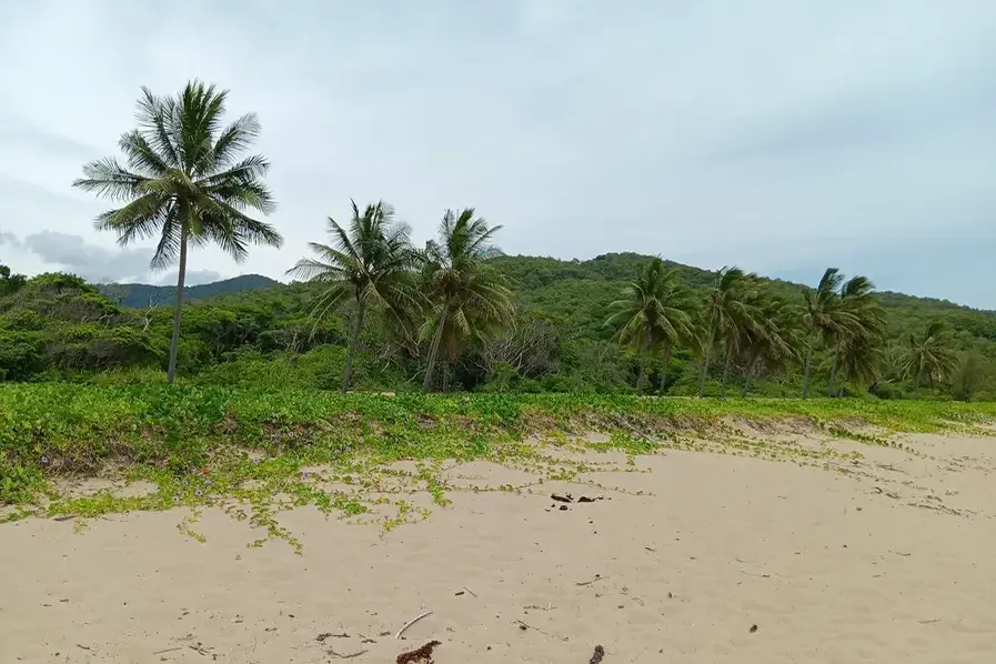 Palm trees lining Wangetti Beach in Tropical North Queensland