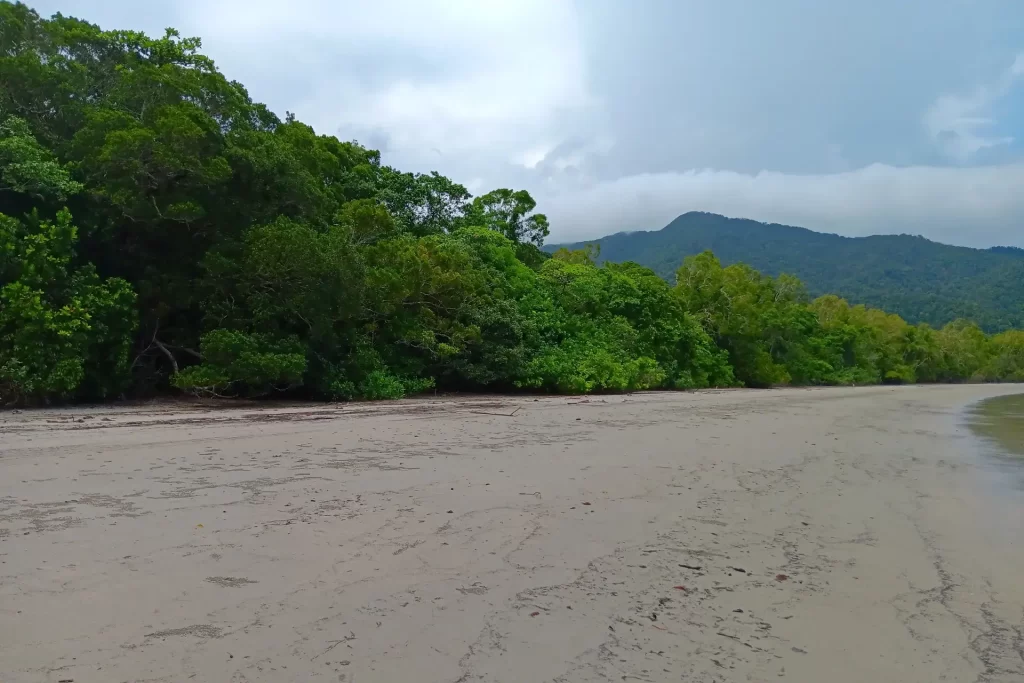 Trees lining Cape Tribulation Beach in the Daintree National Park in Tropical North Queensland, Australia