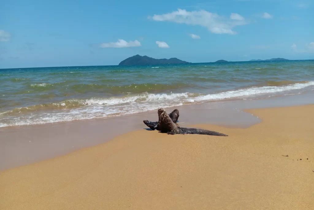 Looking beyond the driftwood out to the Coral Sea at Wongaling Beach on the Cassowary Coast in Far North Queensland